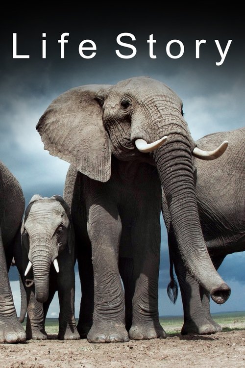 Historia e Jetës poster