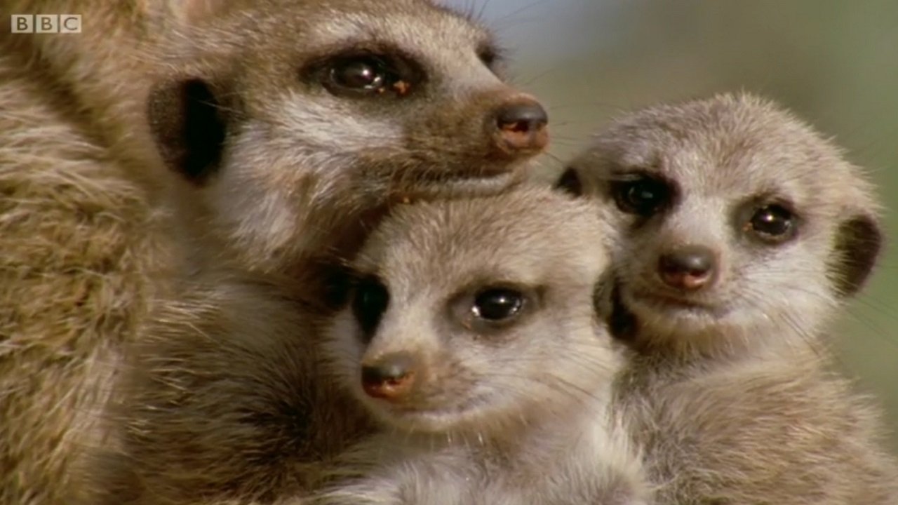 Prindërit Super Kafshë backdrop