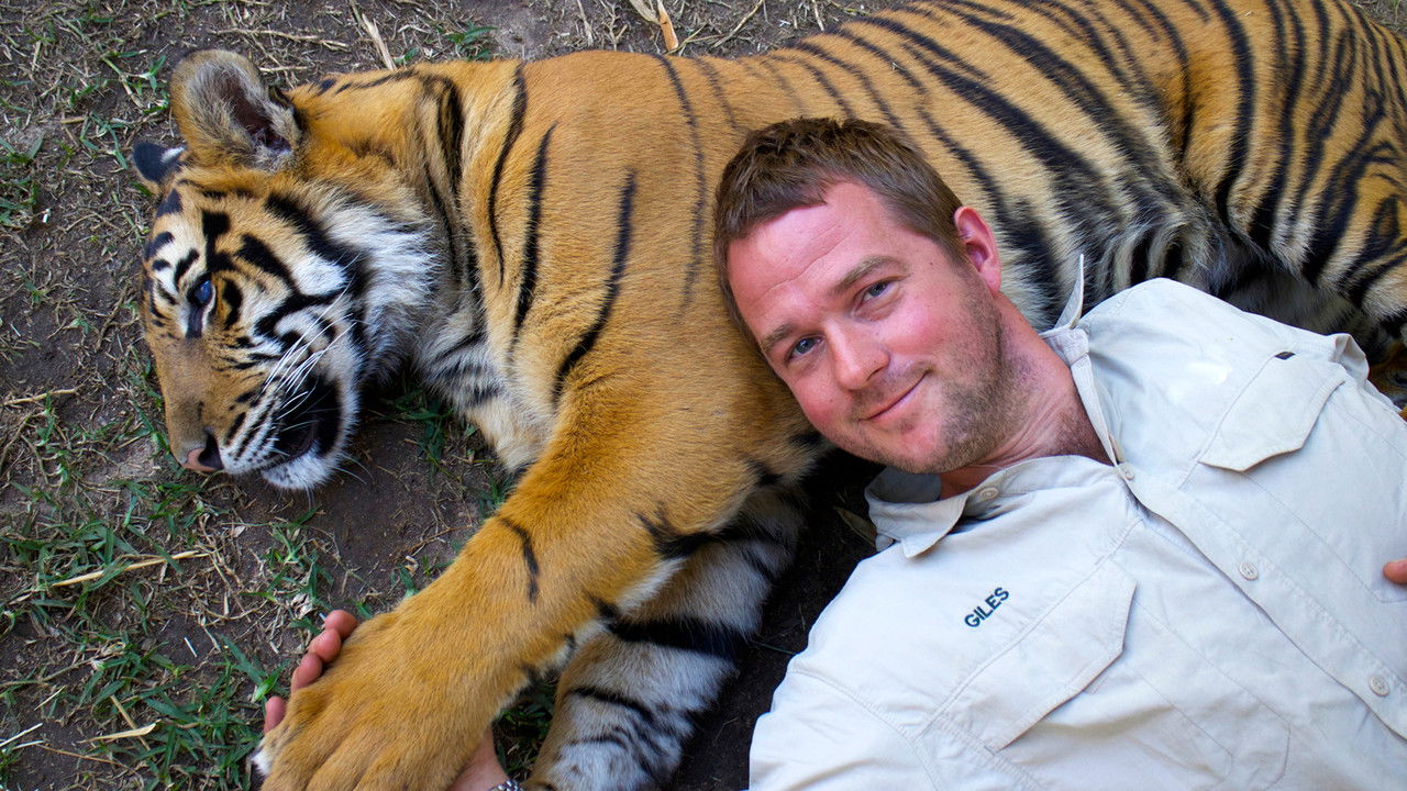 Tigra në Shtëpi backdrop