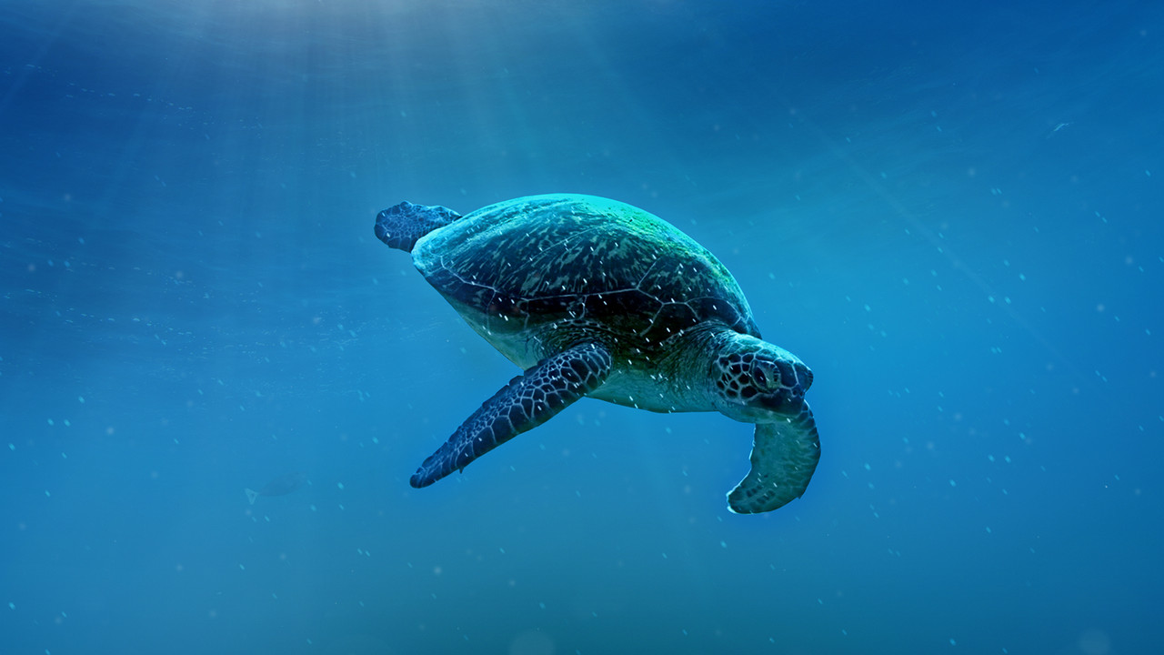 Paqësori i Madh backdrop