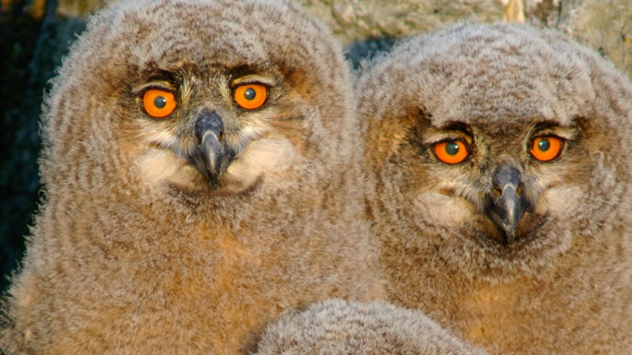 Veriu i egër backdrop