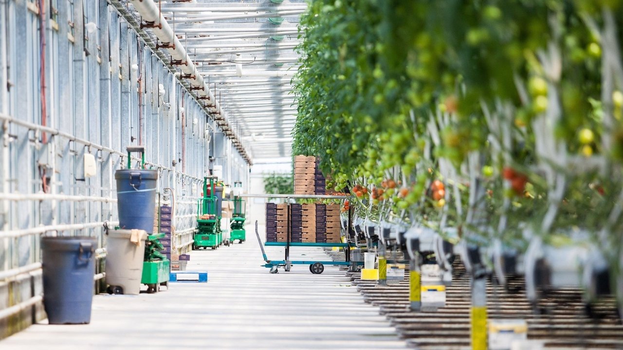 Fabrika e Ushqimit backdrop