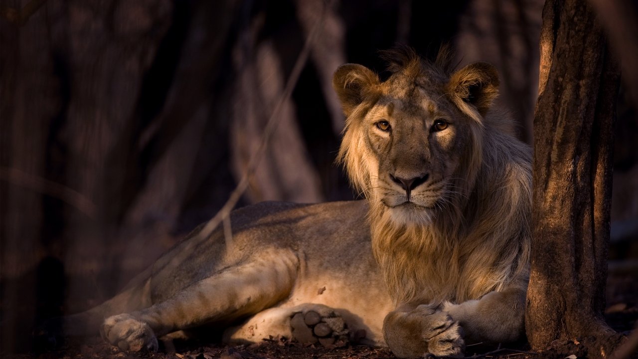 Sekretet e Indisë së Egër backdrop