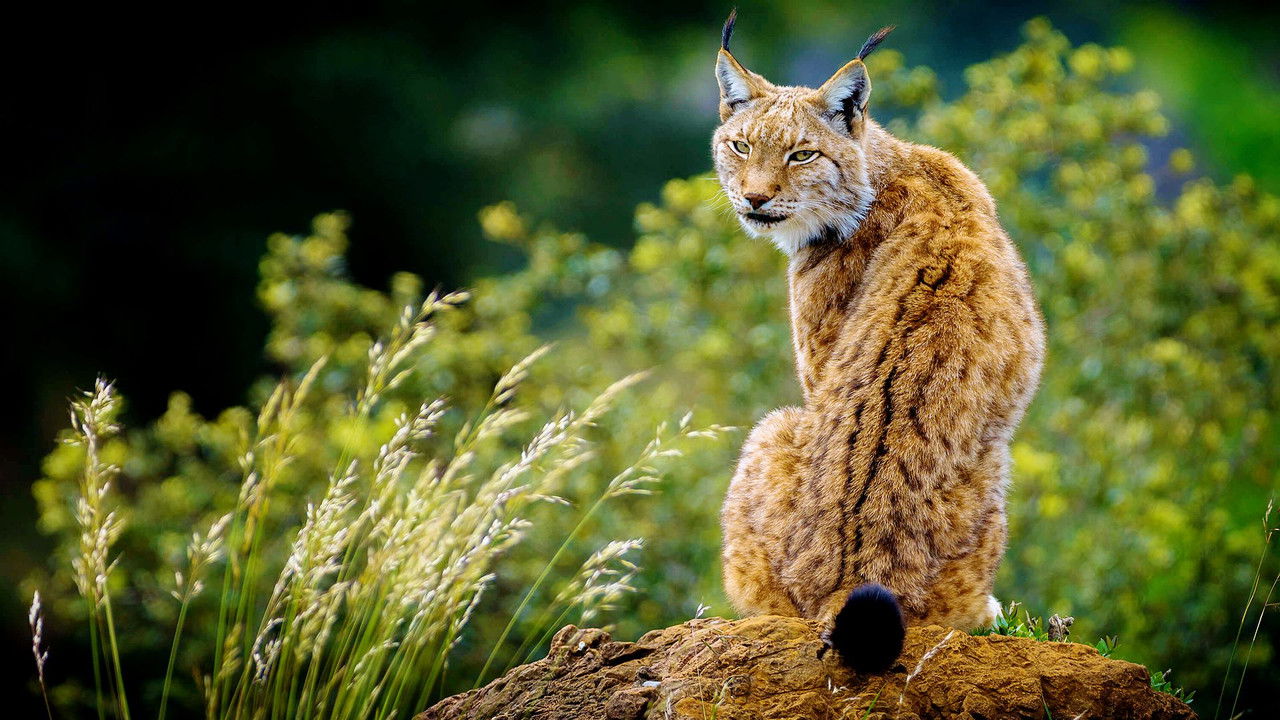Baltiku i Egër backdrop