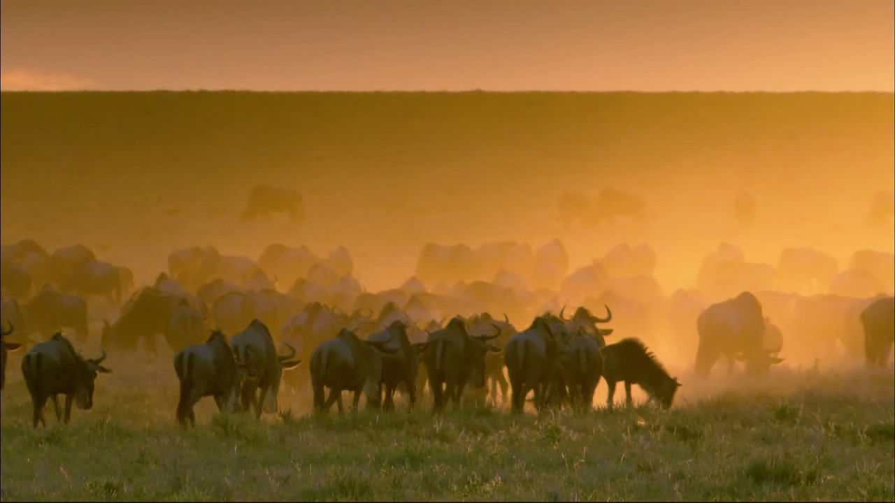 Speciale të Natyrës backdrop