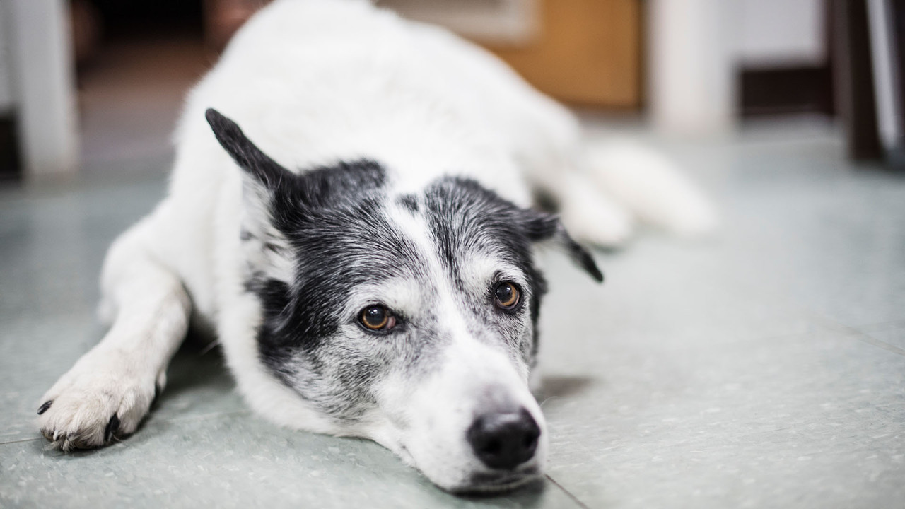 SPCA në veprim backdrop