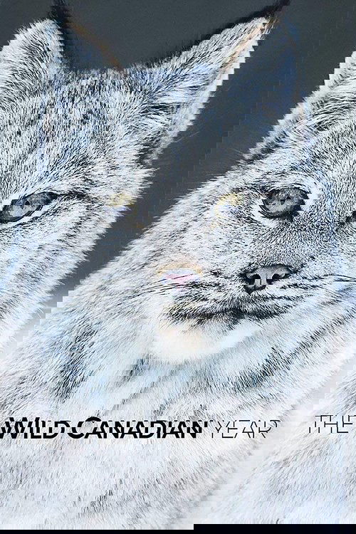 Viti i Egër Kanadez poster