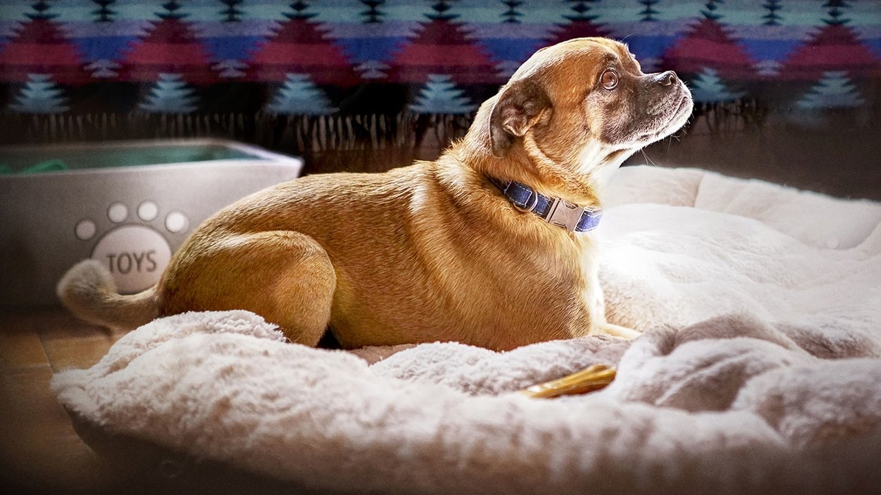 Është Bruno! backdrop