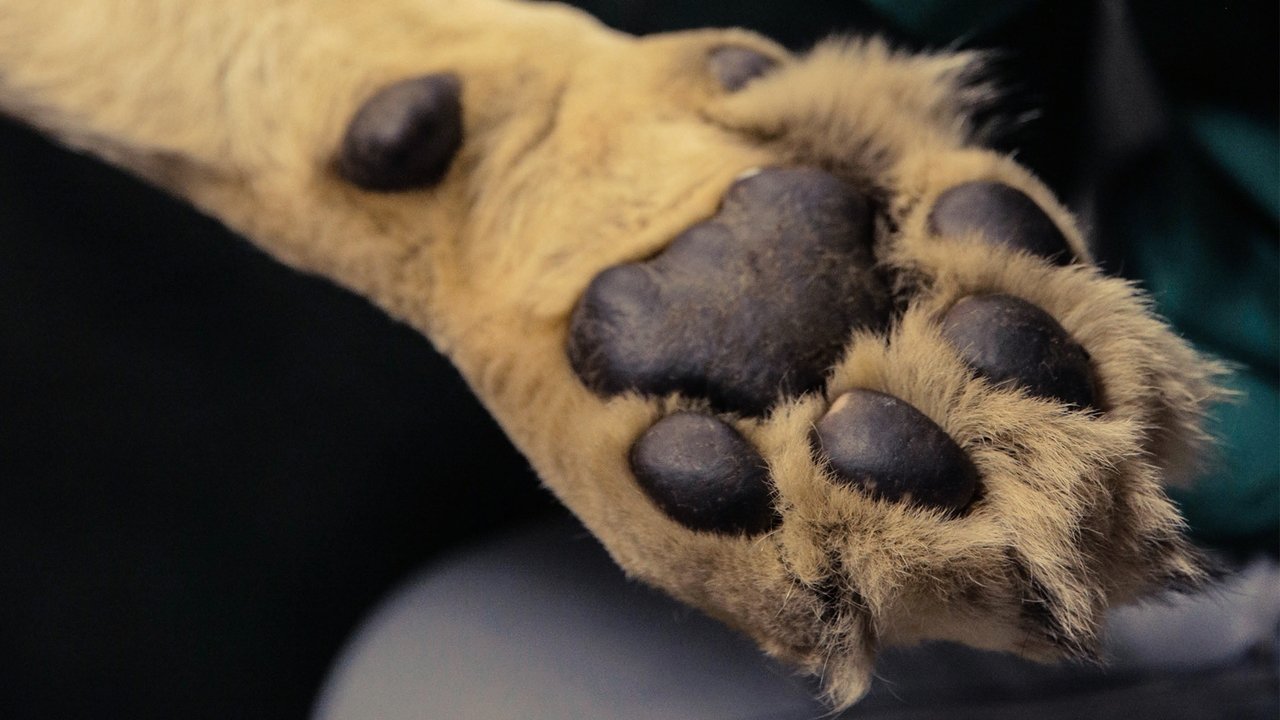 Kirurgjia e Madhe e Kafshëve backdrop