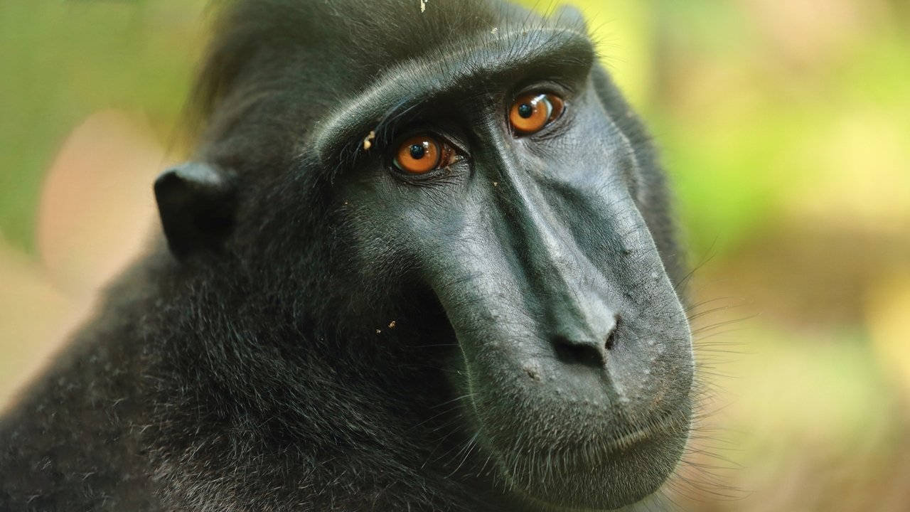 Ishuj në Kohë: Një Odise Dajre të Egra backdrop