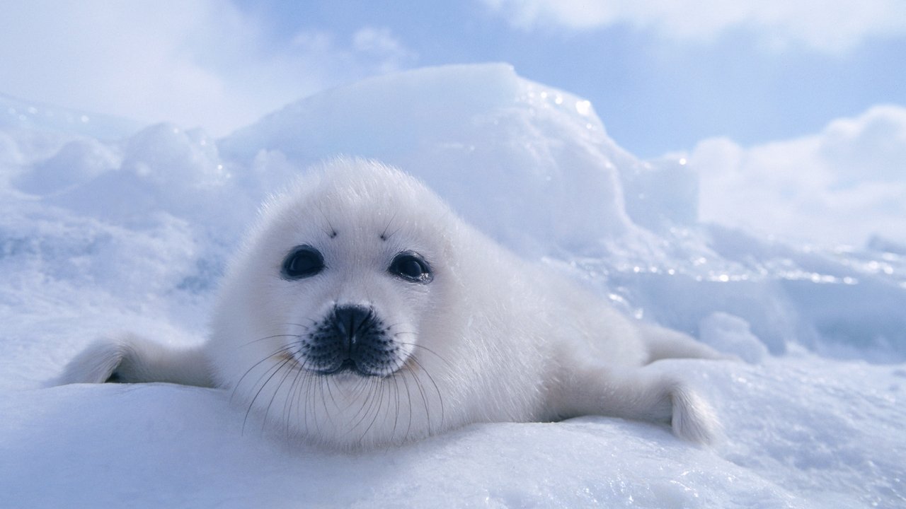 Arktiku më i egër backdrop