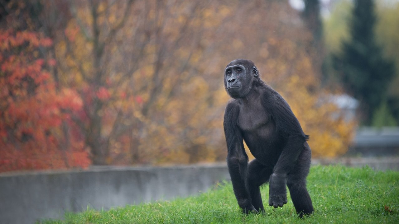 Biseda e Gorilës backdrop