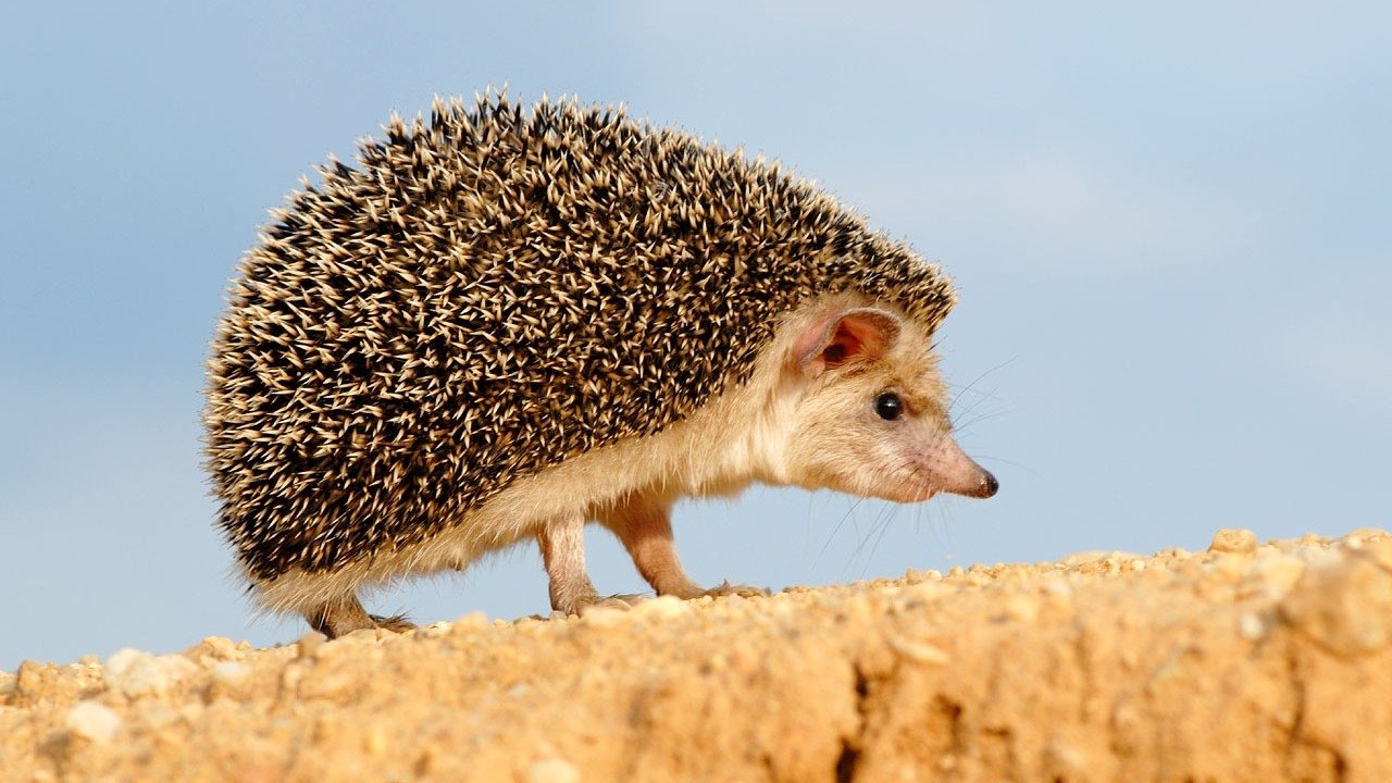 Rruga e çuditshme e jelekut Aladin backdrop