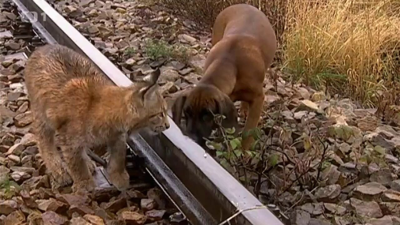 Madla a Ťap backdrop