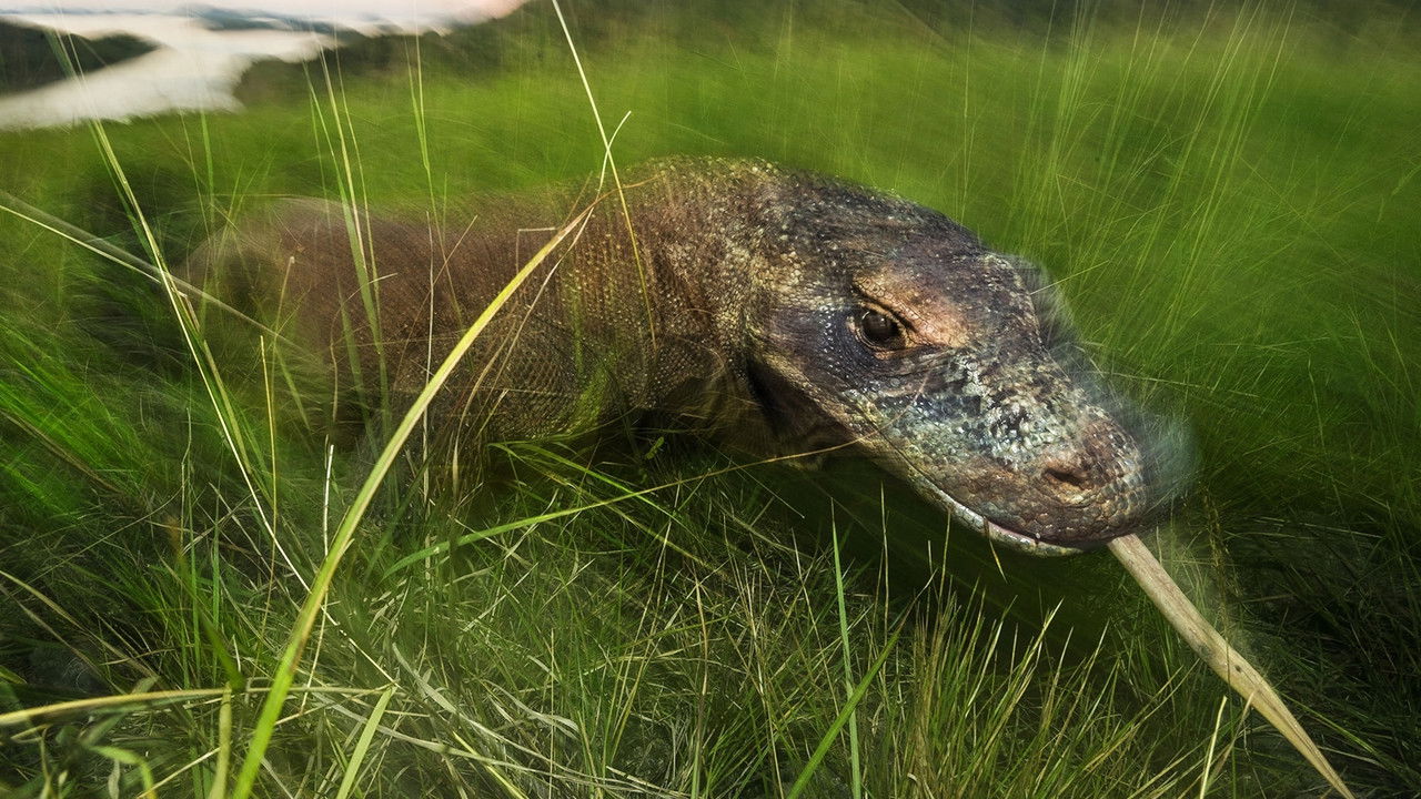 Dragons Live backdrop