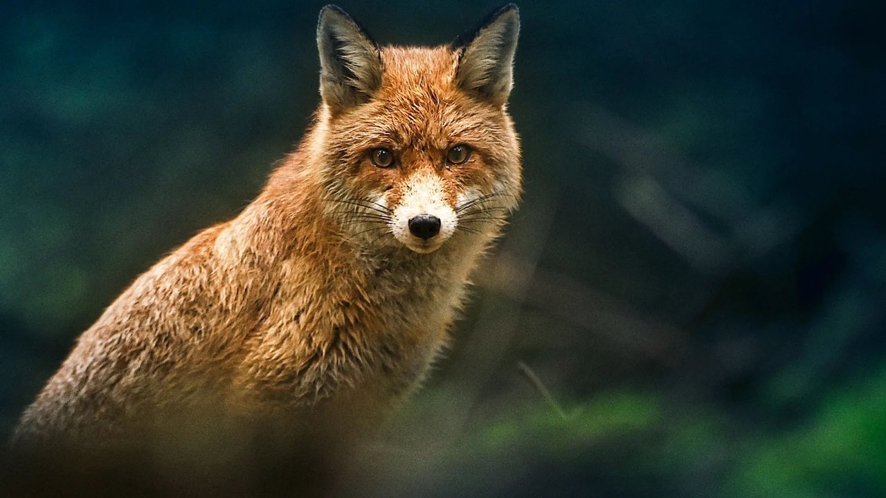 Kakushigoto backdrop