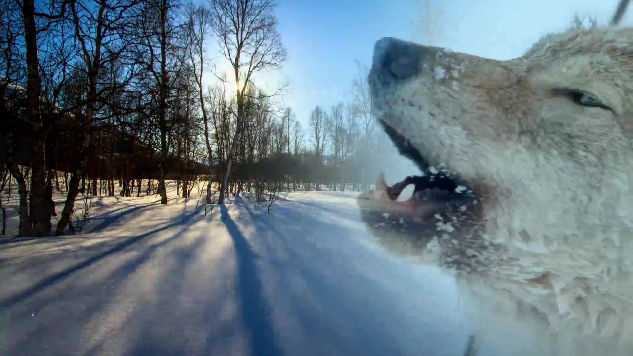 Dashuria ime Holo backdrop